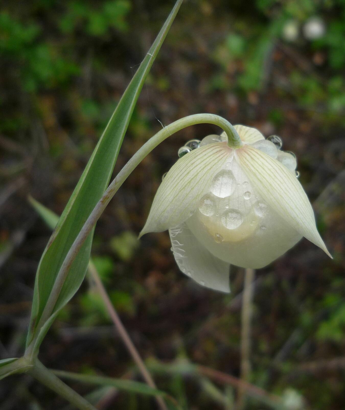 High Resolution Calochortus albus Flower
